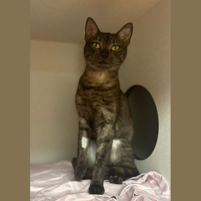 Photo of Kali