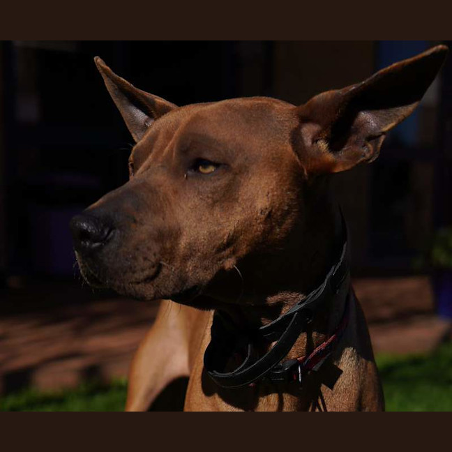 Photo of Boomer