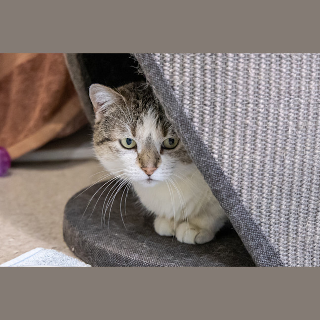 Photo of Cat Stevens