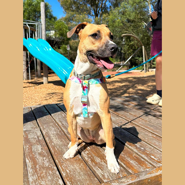 Photo of Piper
