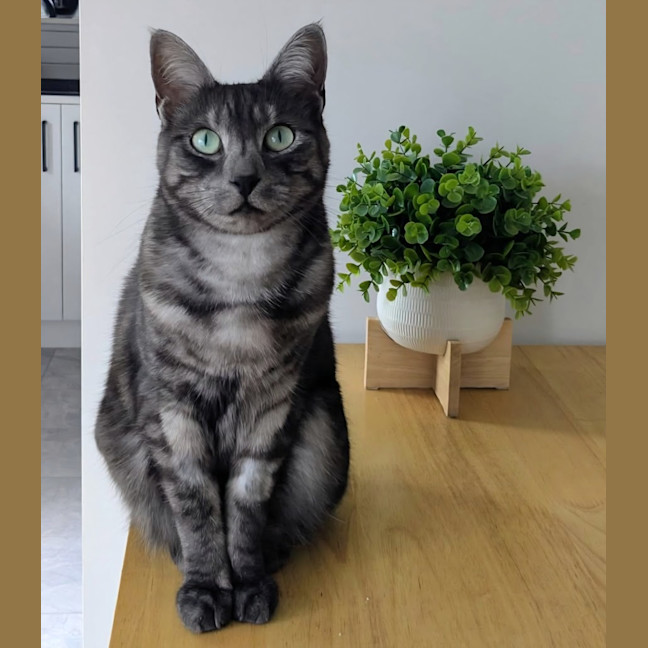 Photo of Smokey 