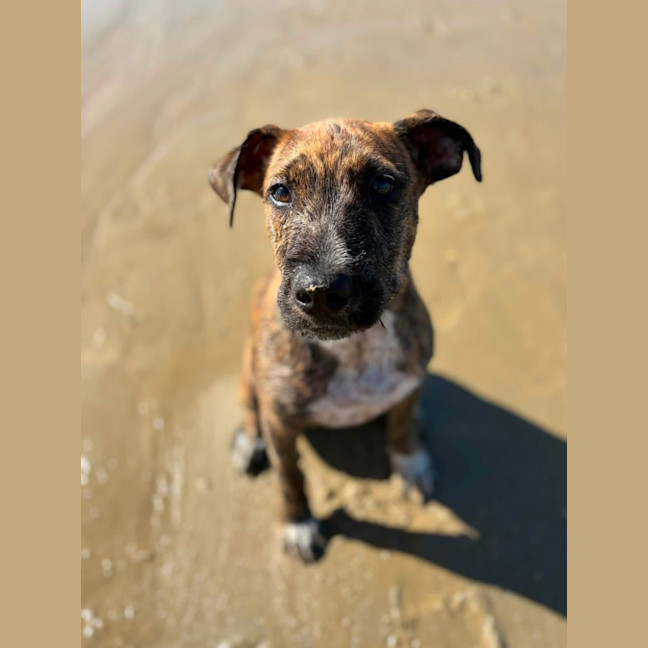 Photo of Wren