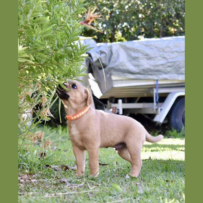 Photo of Nashi