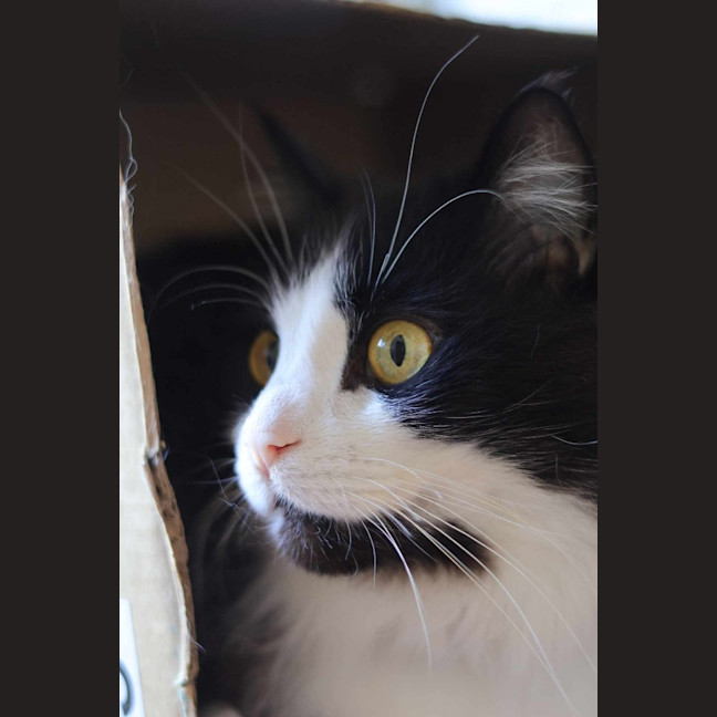 Photo of Chase Brushtail