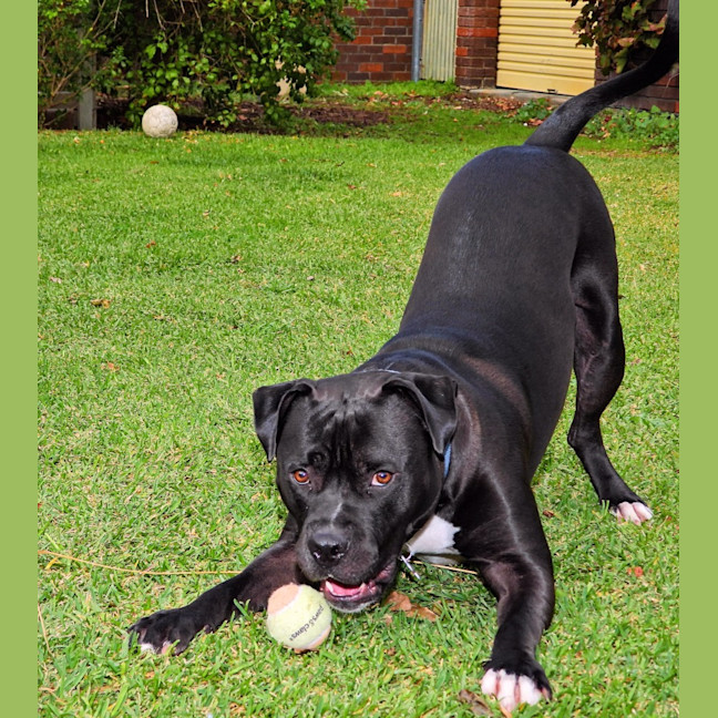 Photo of Buddy