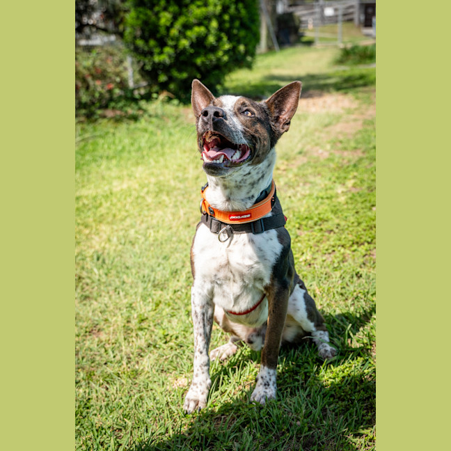 Photo of Banjo