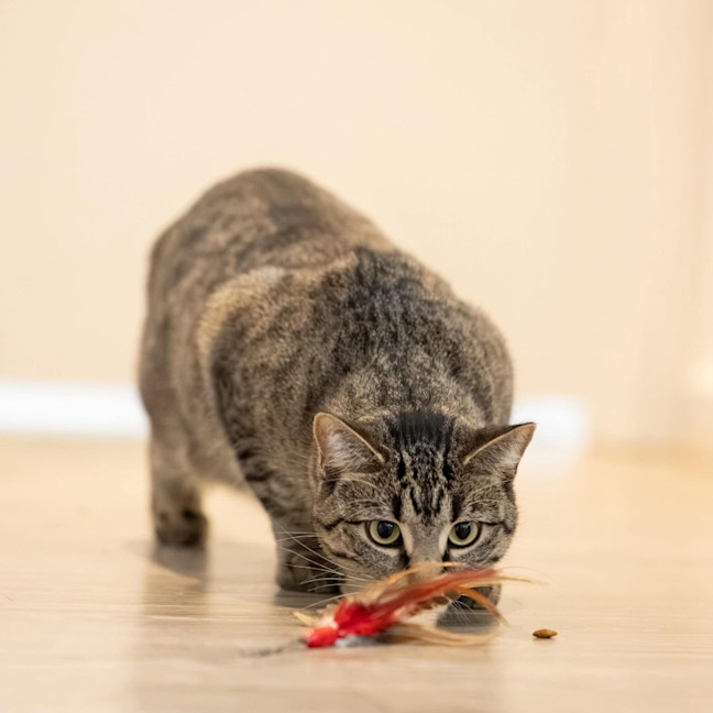 Photo of Marceline   In Foster Care In Preston