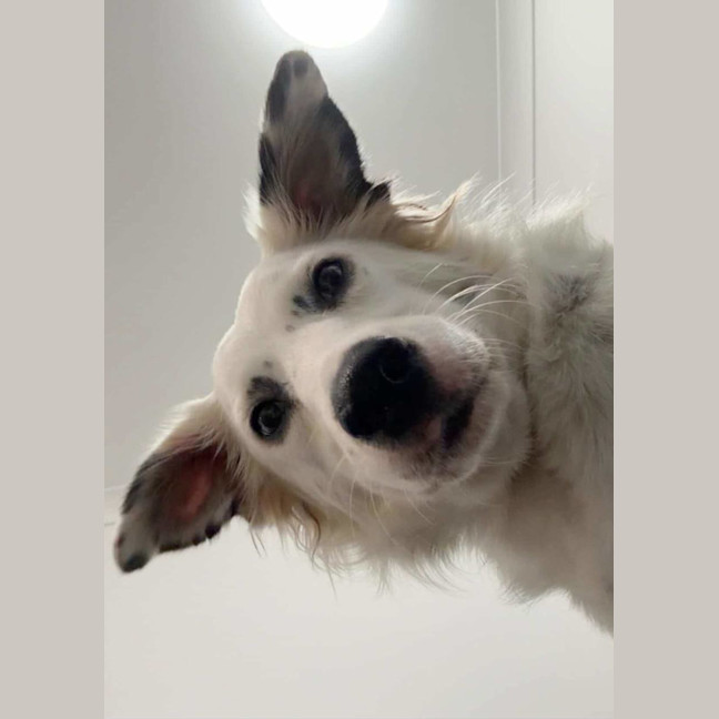 Photo of Smudge