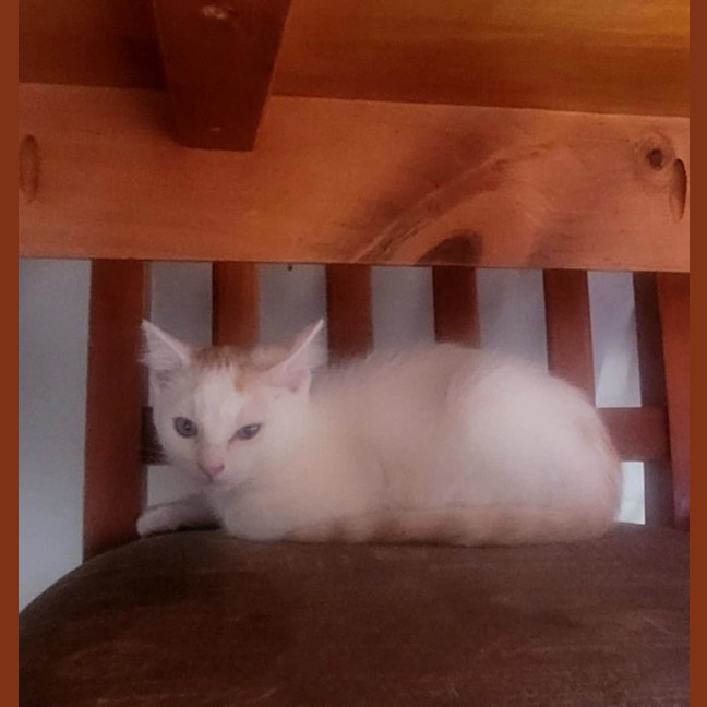 Photo of Gunner 🧡 * 9 Lives Project Rescue*