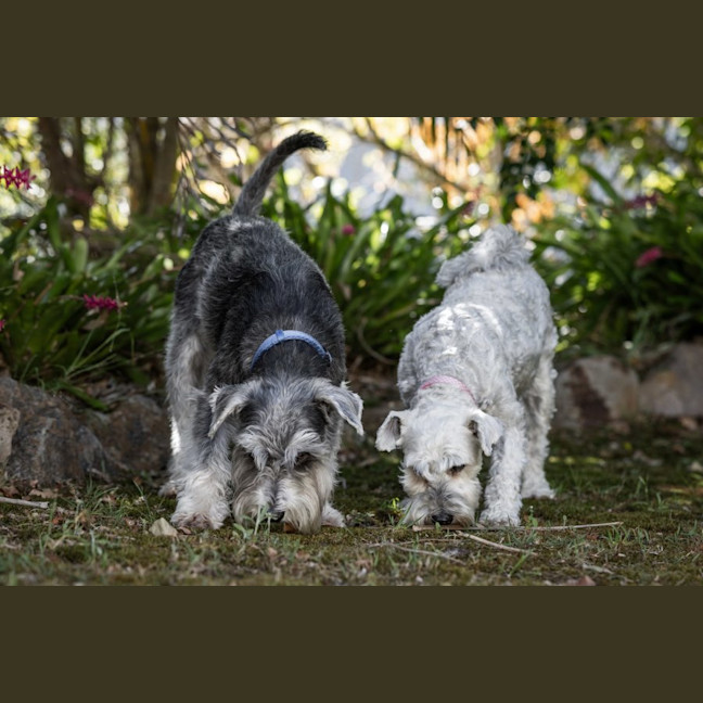 Photo of Stella & Flash   Bonded Pair Female & Male