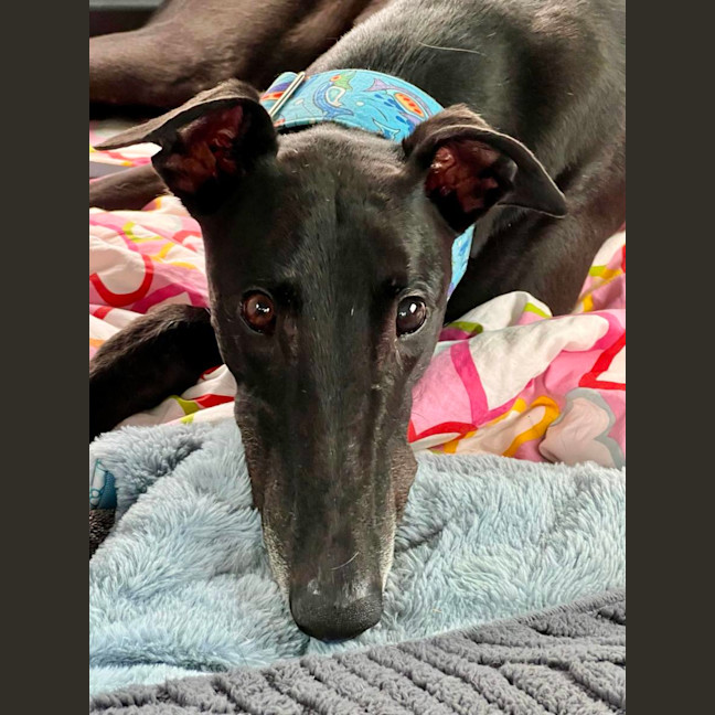 Photo of Jay, The Greyhound