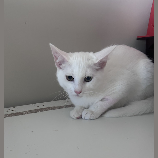 Photo of Rafaello