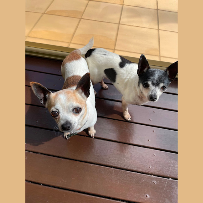 Photo of Chase And Isabella 