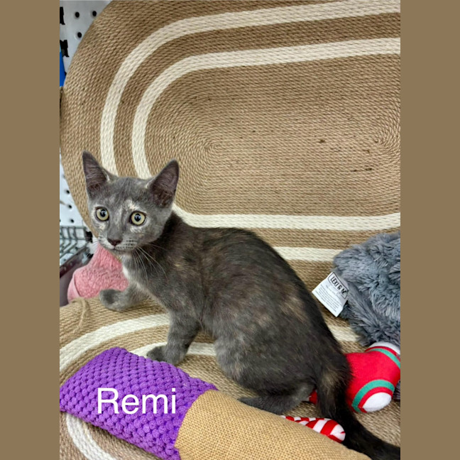 Photo of Remi