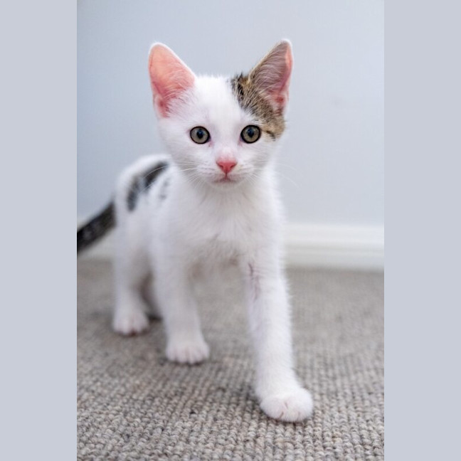 Photo of Apollo
