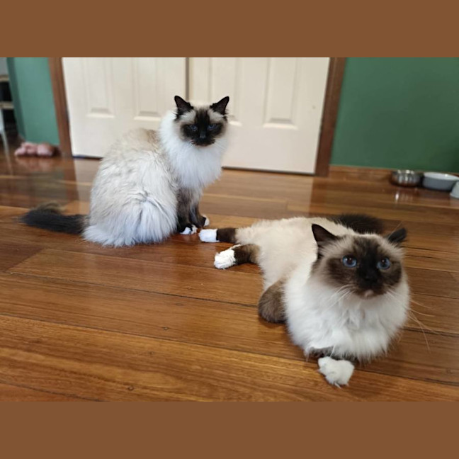 Photo of Basil And Chives 