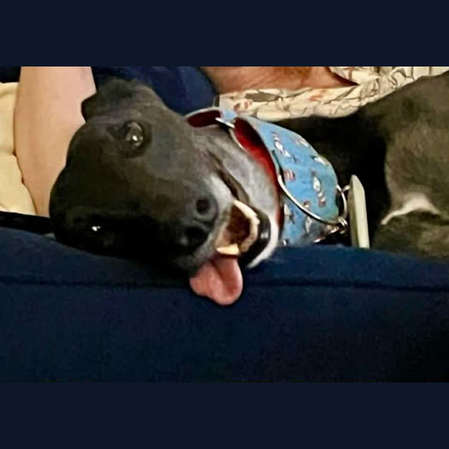 Photo of Meli, The Greyhound