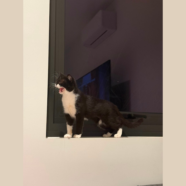 Photo of Gremlin