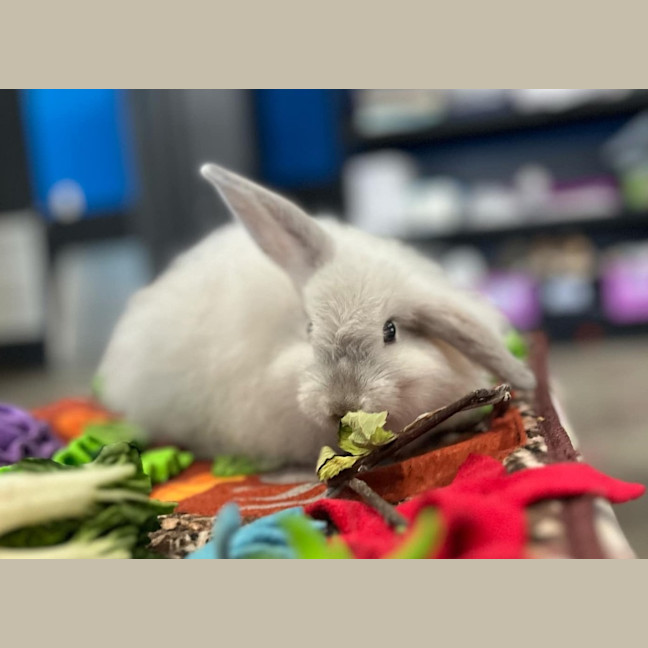 Photo of Pippin