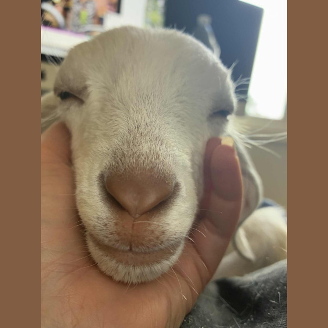 Photo of Molly Wobbles