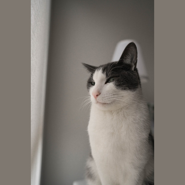 Photo of Felix The Cat!