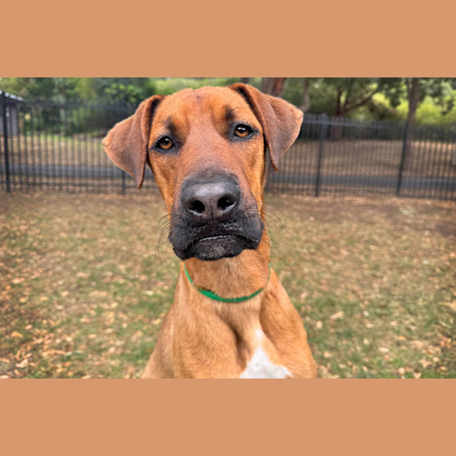 Photo of Rex
