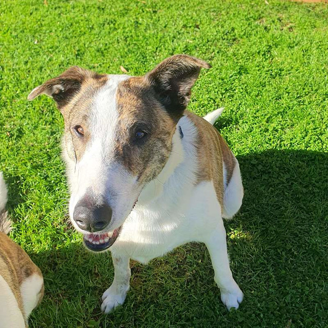 Photo of Chop