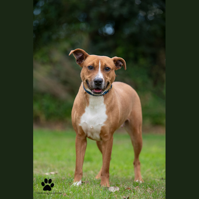 Photo of Cherry