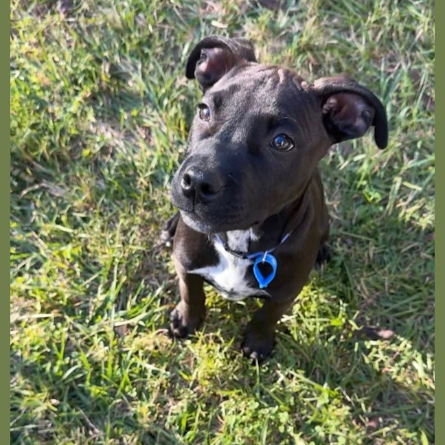 Photo of Coal
