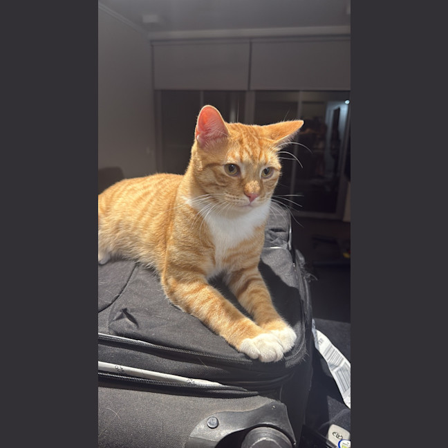 Photo of Whiskey And Simba