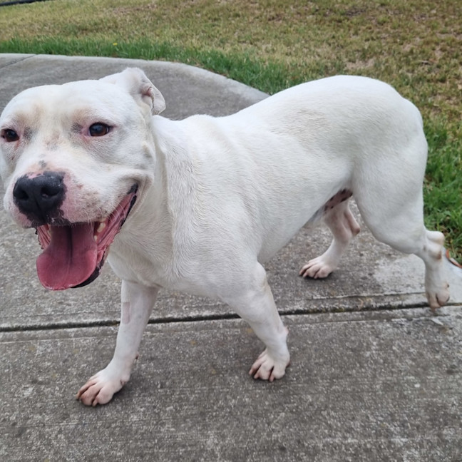 Photo of Leodogo Davinci 