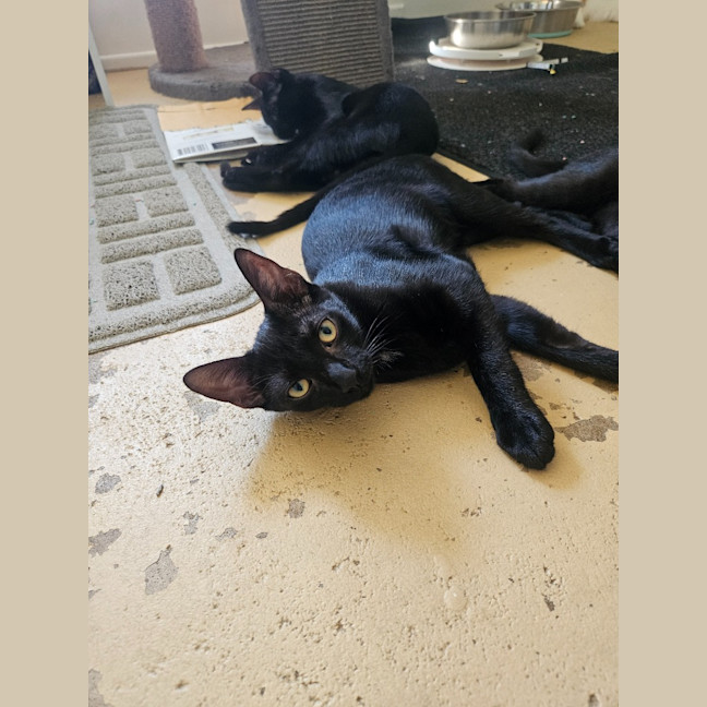 Photo of Meowthew