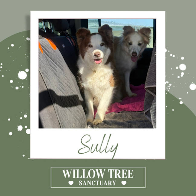 Photo of Sully