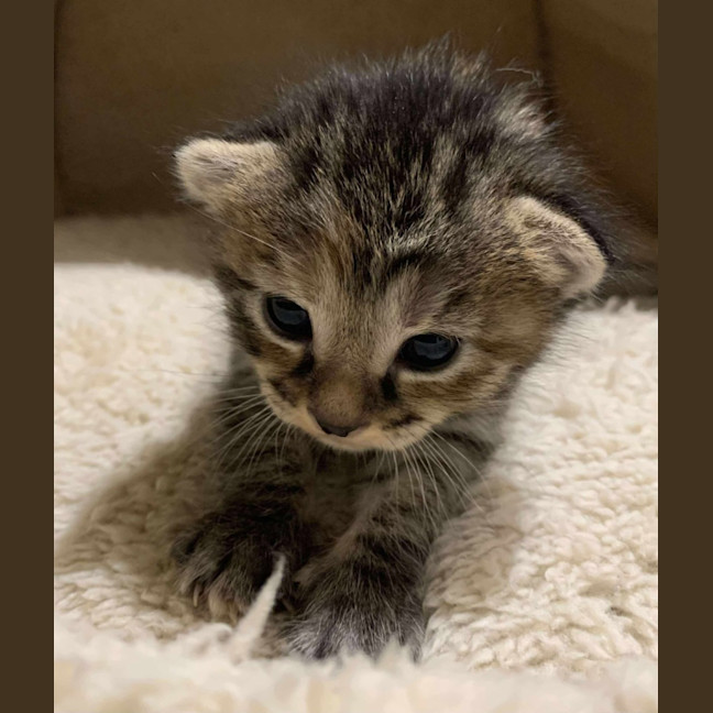 Photo of Remy
