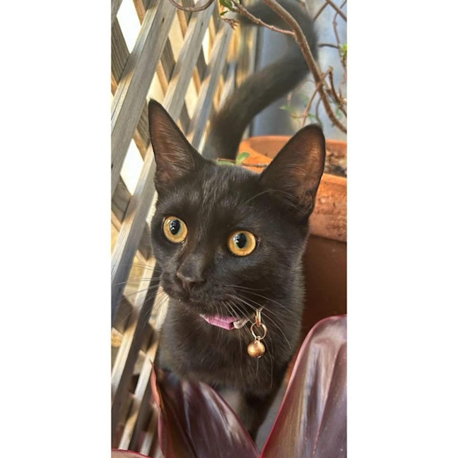 Photo of 11404   Jinx