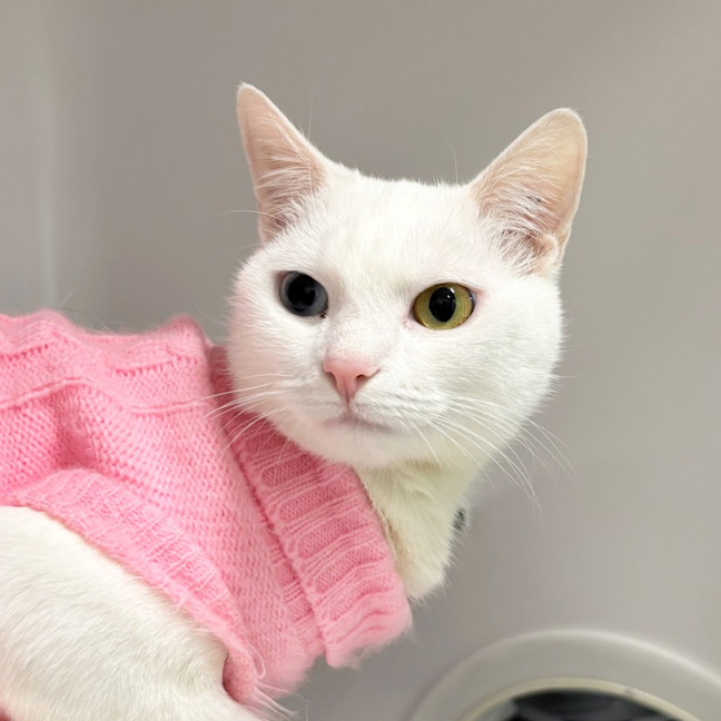 Photo of Pearl Stk014117