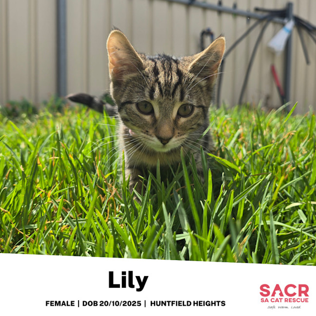 Photo of Lily