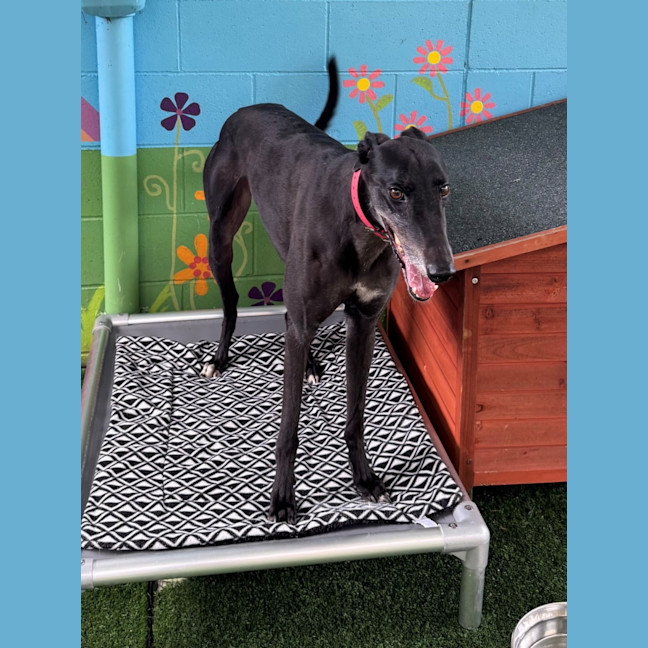 Photo of D1251 Colby