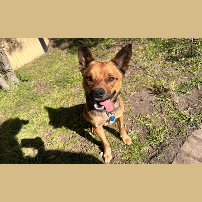 Photo of Scooter