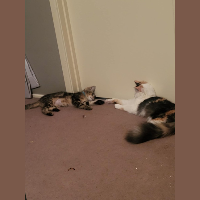 Photo of Moana Meet Me @Petstock Carrum Downs Store 