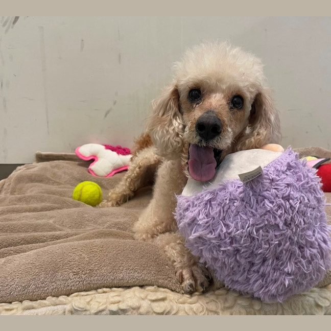 Photo of Poppy