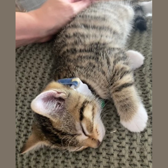 Photo of Sesame 💙