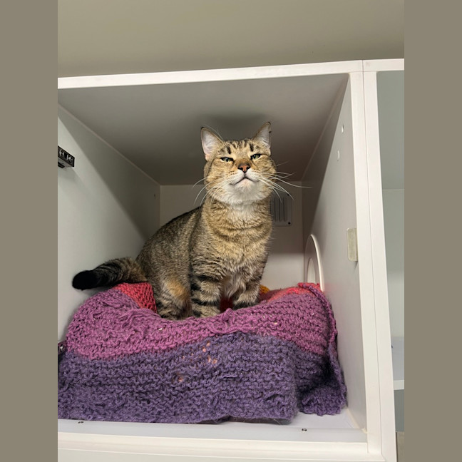 Photo of Oscar Meowy