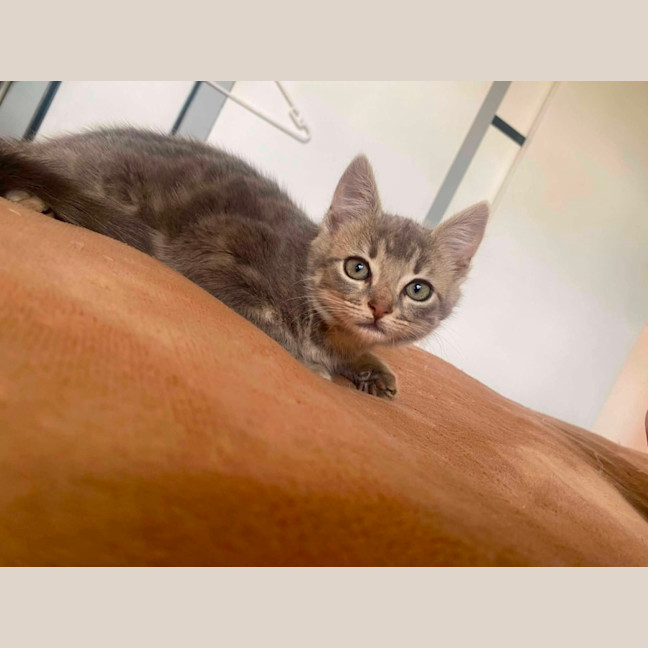 Photo of Tilly