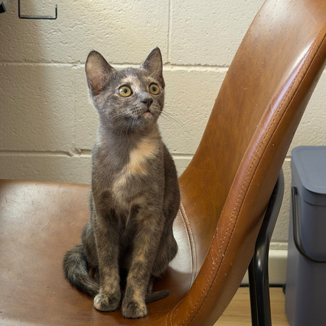 Photo of Blue