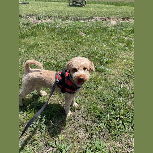 Photo of Taco
