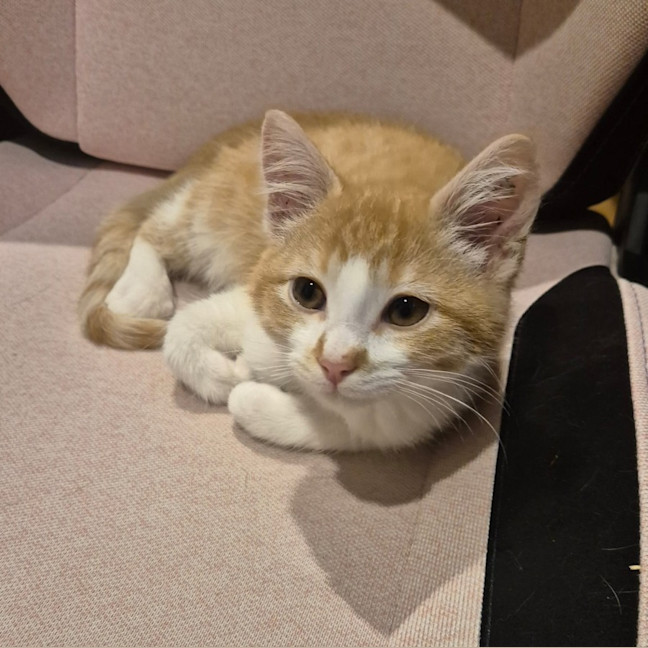 Photo of Rusty