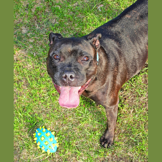Photo of Brandy