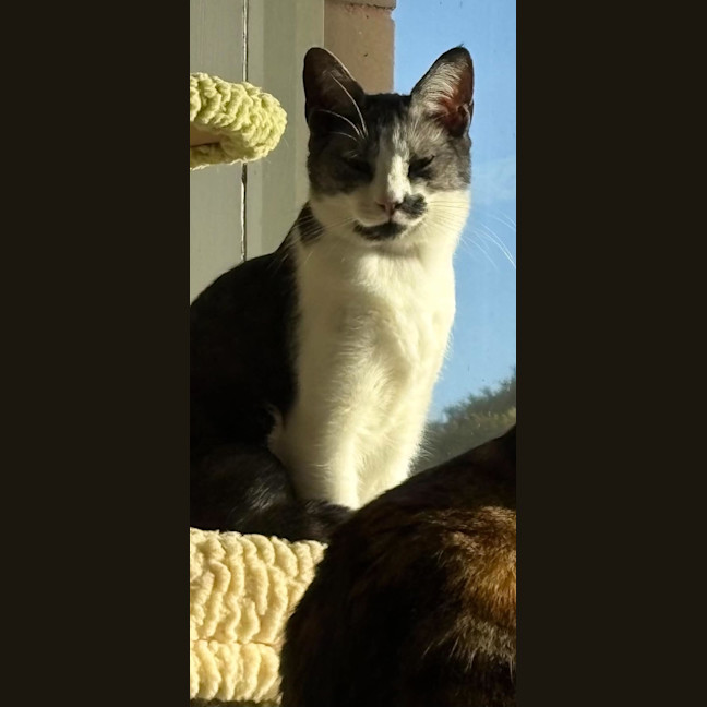 Photo of Comet *9 Lives Project Rescue*
