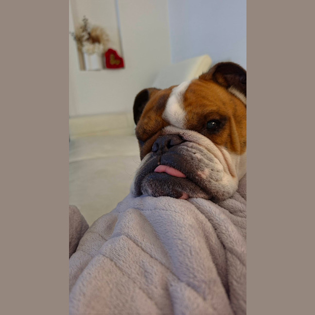 Photo of Boris